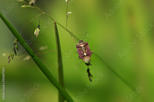 Beetle sitting on flower in garden