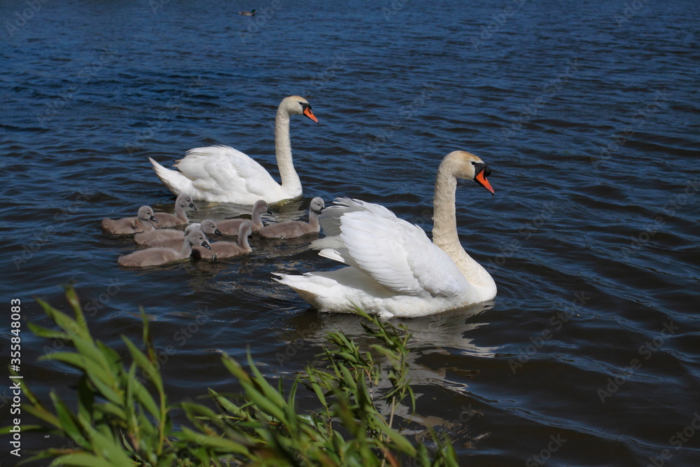 Family of swans on pond. Family of swans on pond.