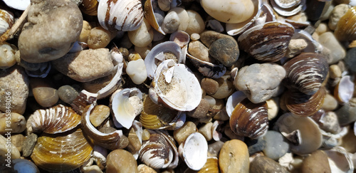 Pile of shells on the seashore on a sunny day. Place for text