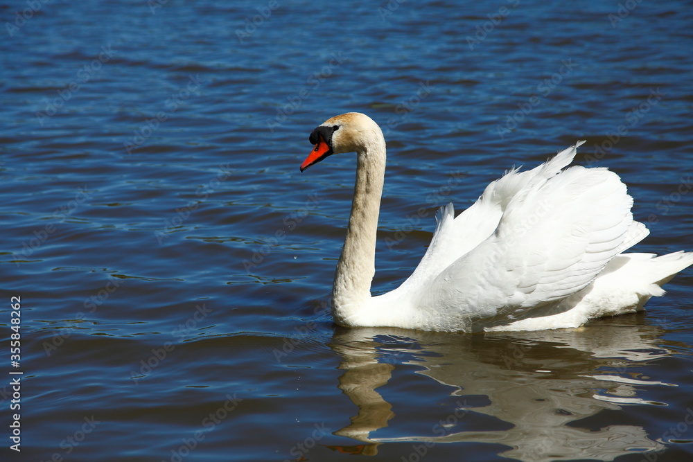Swan on pond. Red beak Swan on pond. Red beak