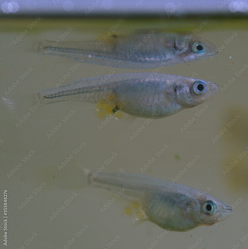 Fototapeta premium 水槽の中のメダカ