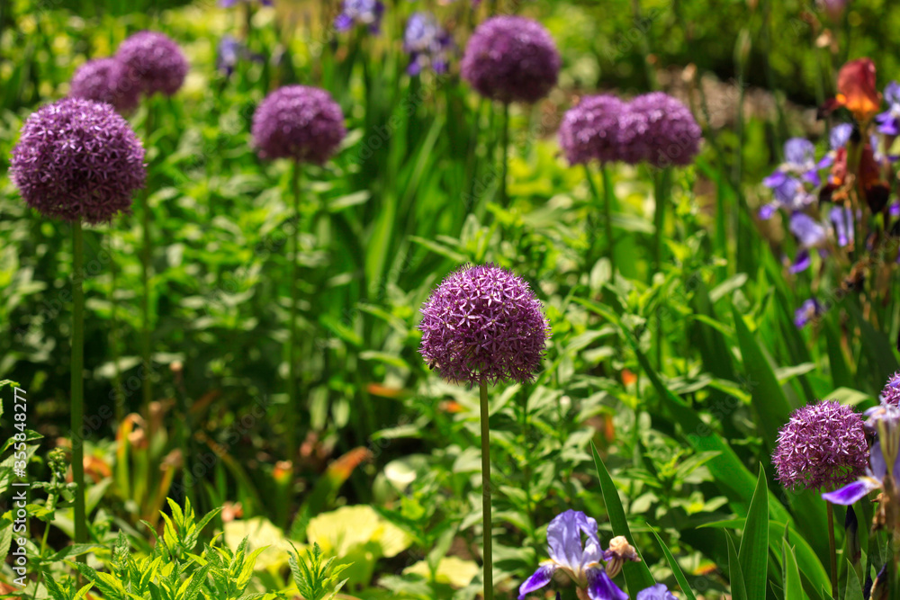 Obraz premium Purple flowers in summer garden