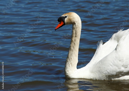 Swan on pond. Red beak
