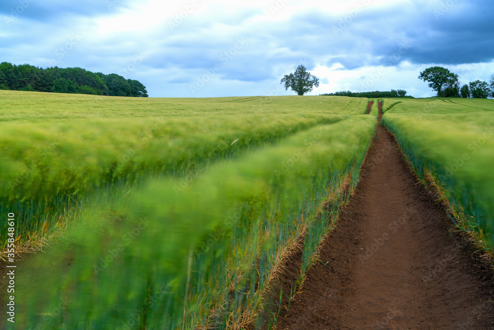 Ripening bearded barley on a cloudy summer day. It is a member of the grass family, is a major cereal grain grown in temperate climates globally.
Ripening bearded barley on a cloudy summer day. It is a member of the grass family, is a major cereal grain grown in temperate climates globally.