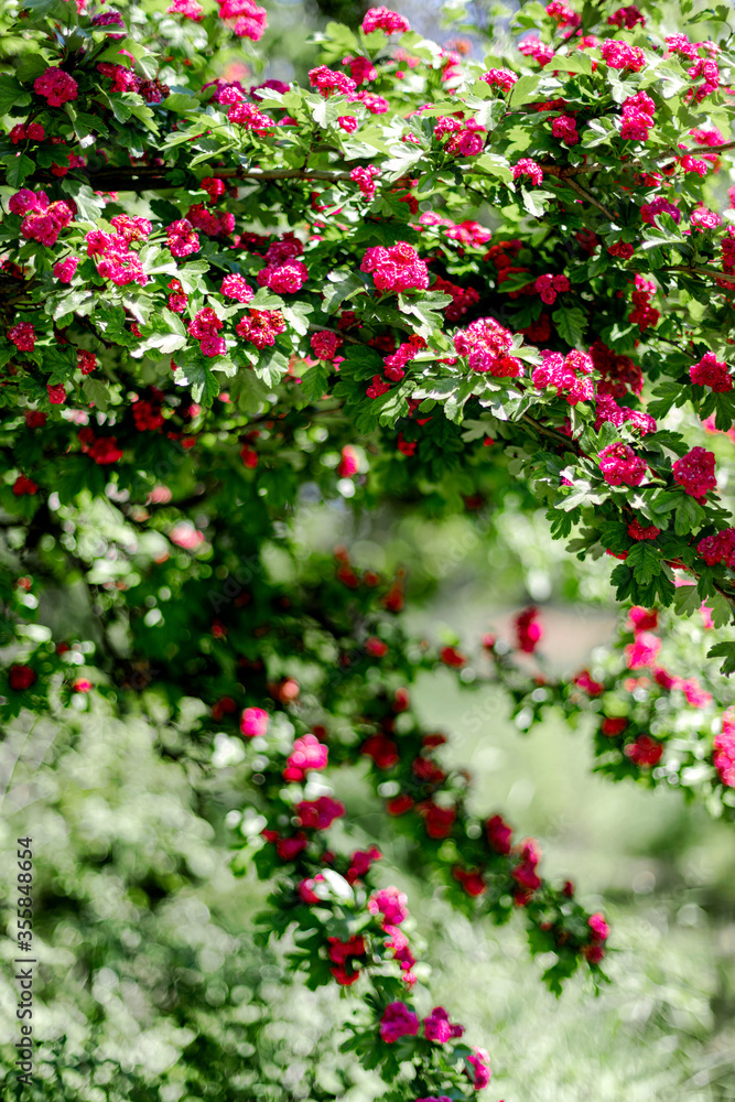 Spring time. Blooming decorative hawthorn with pink small flowers. Spring time. Blooming decorative hawthorn with pink small flowers.