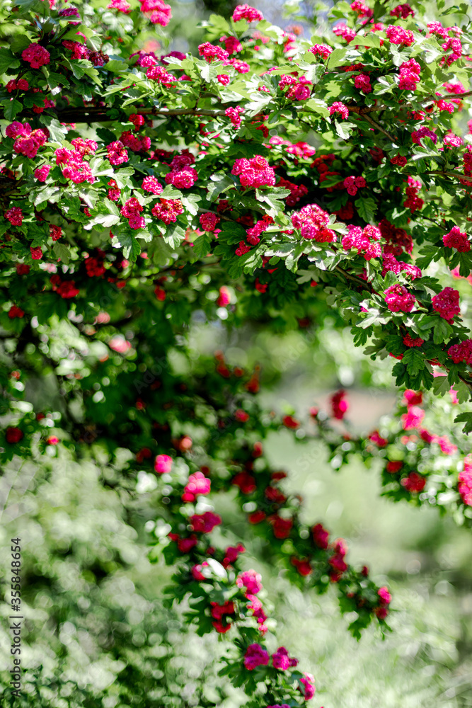 Spring time. Blooming decorative hawthorn with pink small flowers.