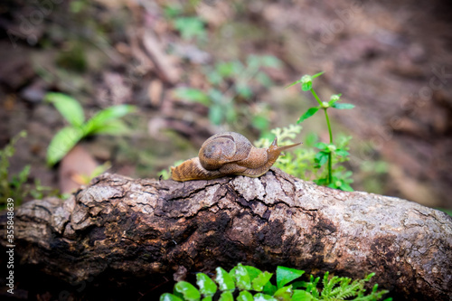 Megaustenia siamensis, snail's climbing on the branch in the forest at national park of Thailand.