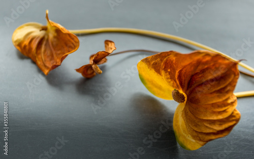 Flowers dying in orange color. Old flowers.