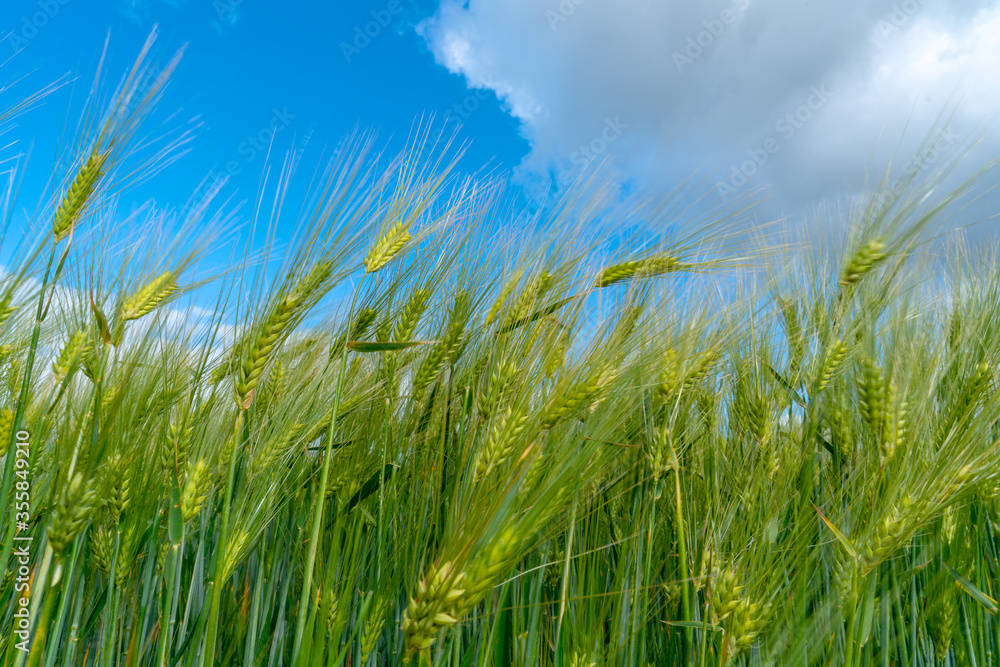 Ripening bearded barley on a cloudy summer day. It is a member of the grass family, is a major cereal grain grown in temperate climates globally.
