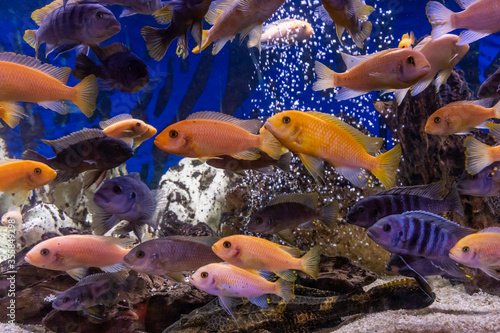 Fotografía Aquarium with cichlids fish from lake malawi