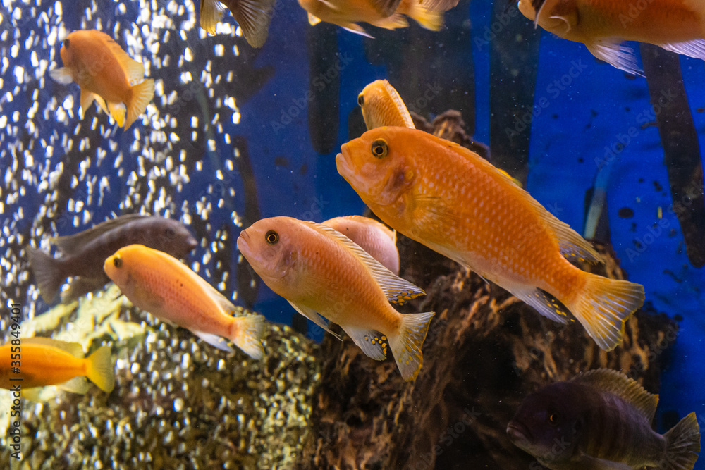 Fototapeta premium Aquarium with cichlids fish from lake malawi