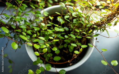 Flowerpot full of green and fresh plants.