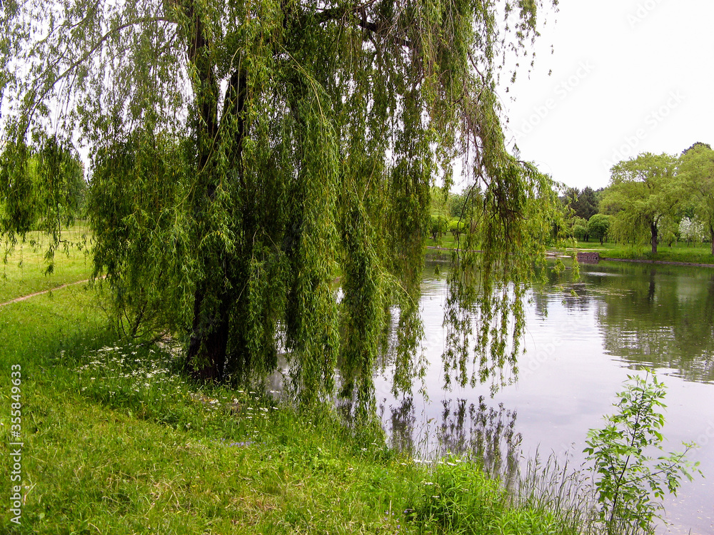 Obraz premium Beautiful nature by the pond on a summer day