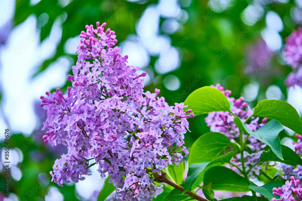 Close up beautiful lilac flowers blur background Close up beautiful lilac flowers blur background