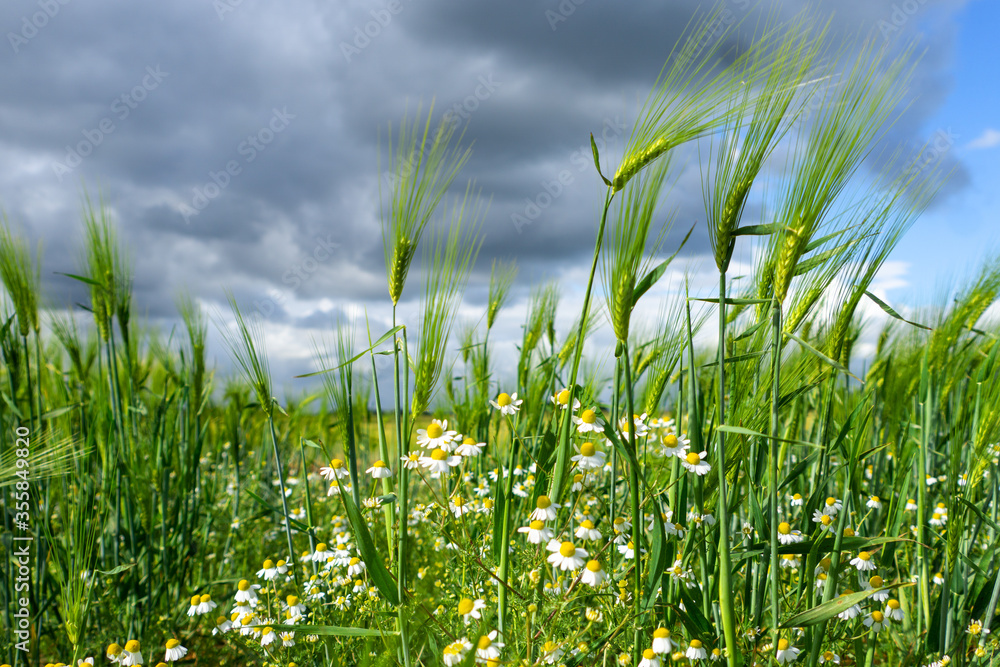 Ripening bearded barley and camomile on a bright summer day. It is a member of the grass family, is a major cereal grain grown in temperate climates globally. Ripening bearded barley and camomile on a bright summer day. It is a member of the grass family, is a major cereal grain grown in temperate climates globally.