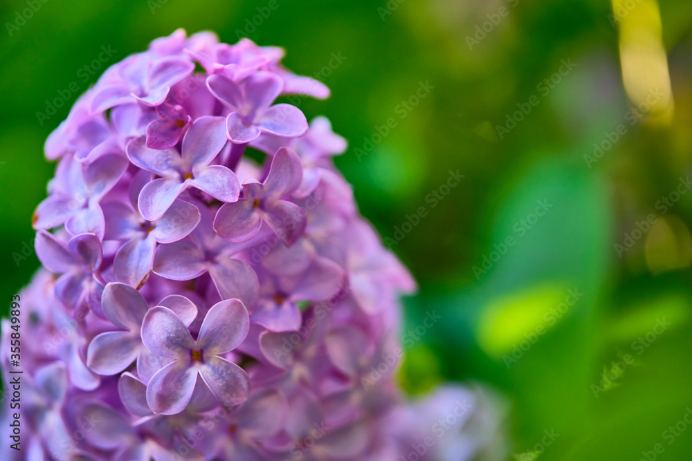 Close up beautiful lilac flowers blur background Close up beautiful lilac flowers blur background