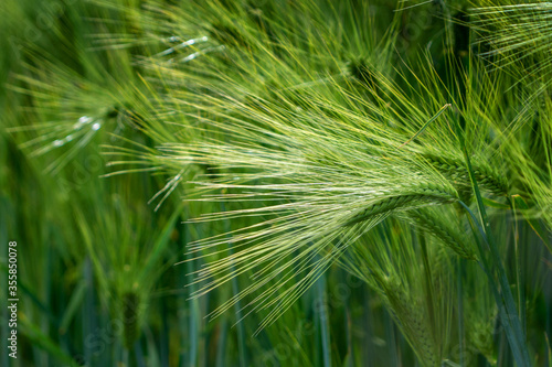 Ripening bearded barley on a bright summer day. It is a member of the grass family  is a major cereal grain grown in temperate climates globally.