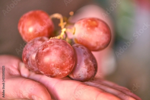 big grapes in the palm of your hand on vine background