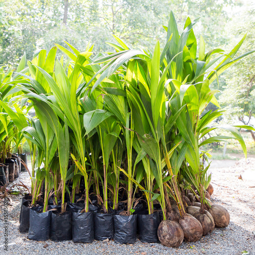 Coconut seedlings are ready for planting.