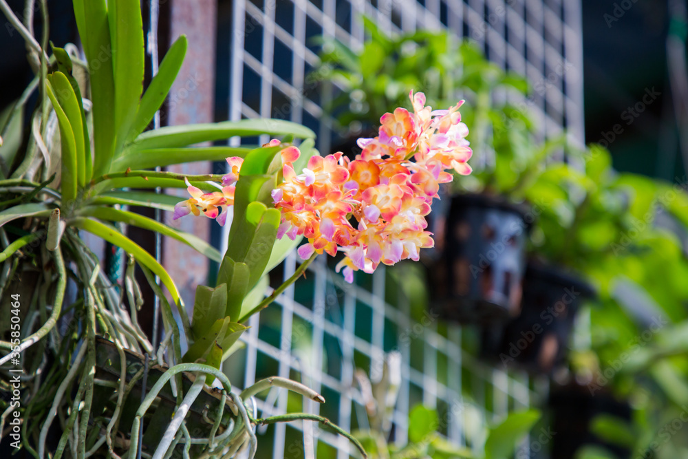 Orange Vanda hybrid Orchid flowers are beautifully blooming in the ornamental garden home.