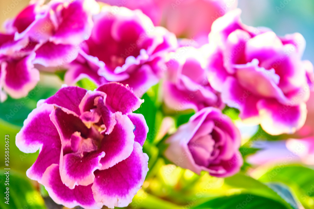 Naklejka premium Pot plants, indoor plants, tropical plants. Several plants are located in the photograp. Use as background. close up