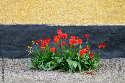 Red tulips in front of the cement wall.