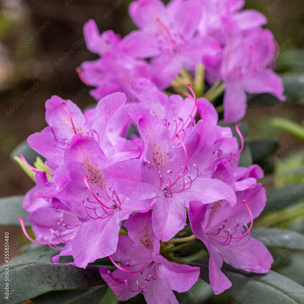 Blooming rhododendron in the May garden.
