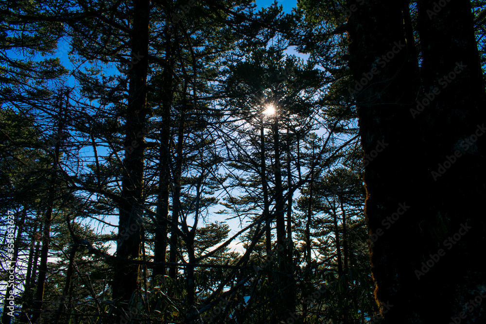 Obraz premium sun through trees