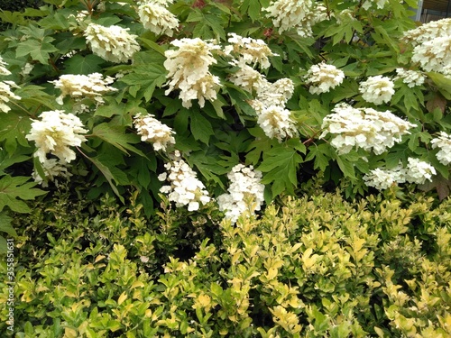 Wallpaper Mural white flowers in the park Torontodigital.ca