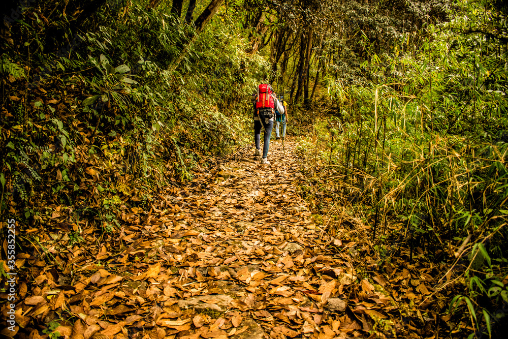 Naklejka premium hiker in forest trail