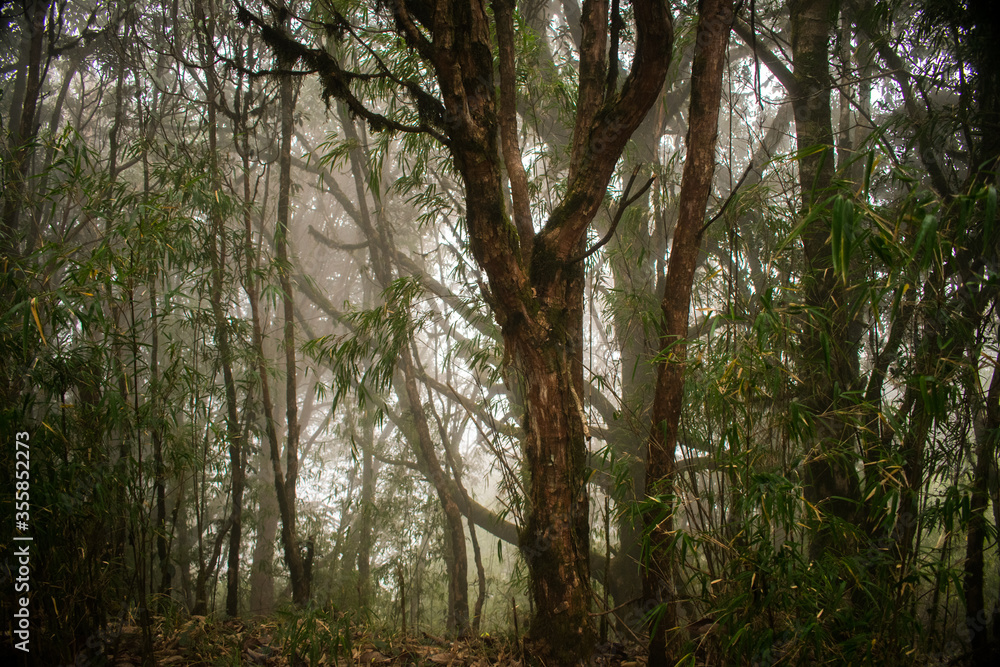 trees in the forest trees in the forest