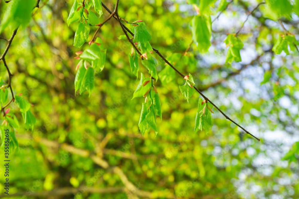 Spring green foliage in the Linden alley. Spring green foliage in the Linden alley.