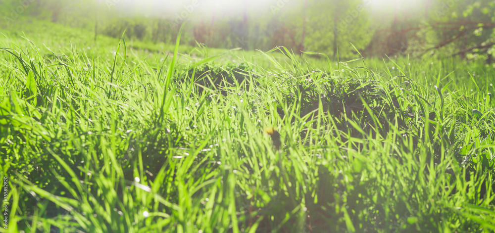 Green meadow in spring. Background of fresh grass. Green meadow in spring. Background of fresh grass.