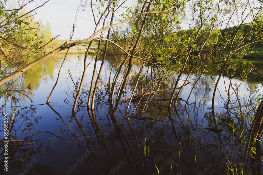 A pond with trees growing out of the water. Beautiful reflections in the lake. A pond with trees growing out of the water. Beautiful reflections in the lake.