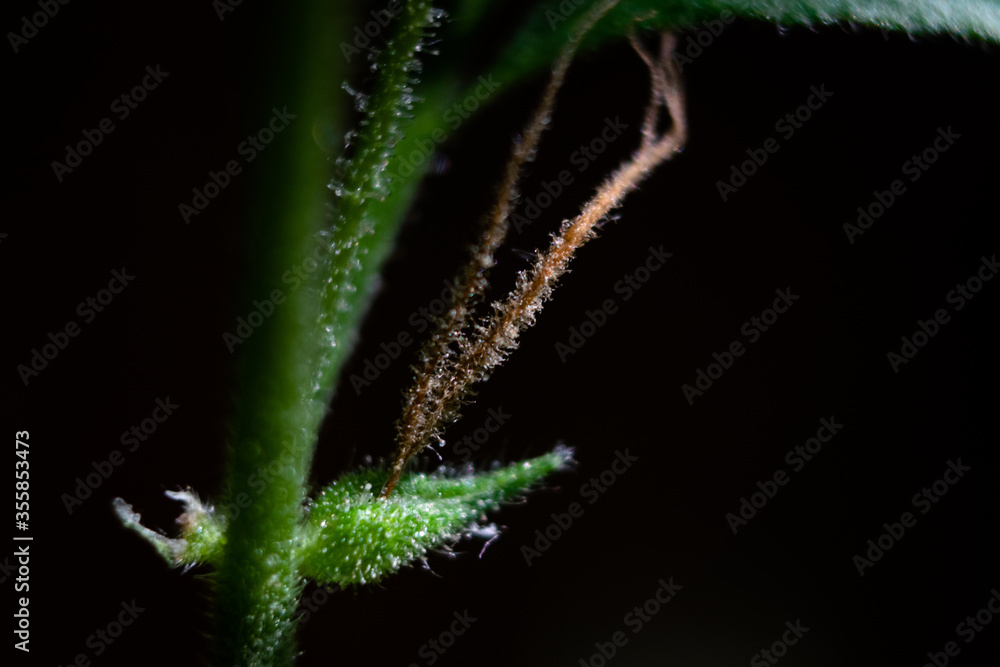 Marijuana buds closeup