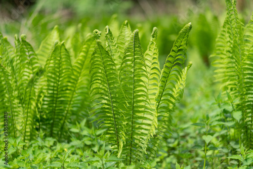 Farne in der grünen Natur