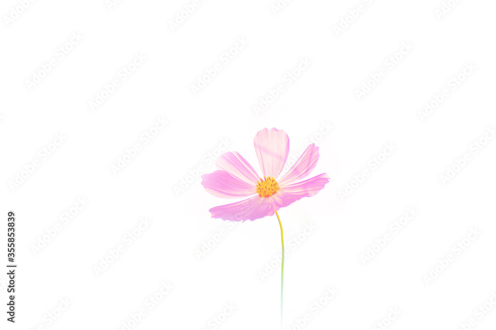 Fototapeta premium 一輪のコスモス