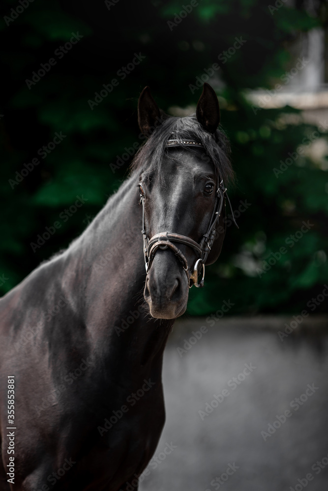Obraz premium Beautiful black horse in a green garden