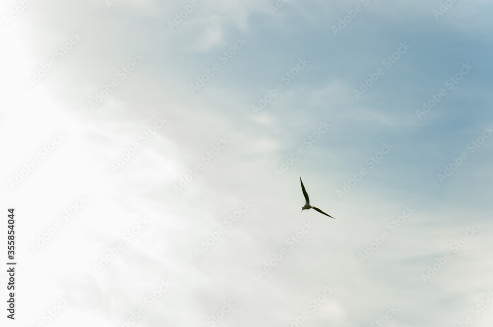 Fototapeta premium Stork (Himatopus himantopus) flying at sunset
