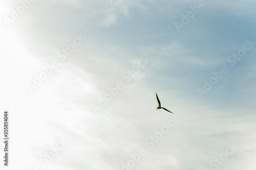 Stork (Himatopus himantopus) flying at sunset