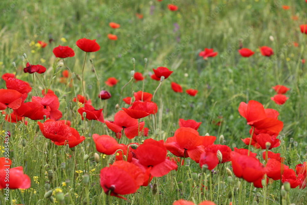 Fototapeta premium Field of poppies in nature