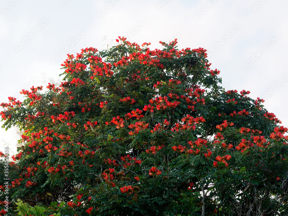 African tuliptree (spathodea campanulata) blooming  red flower on tree. Dominican Republic.