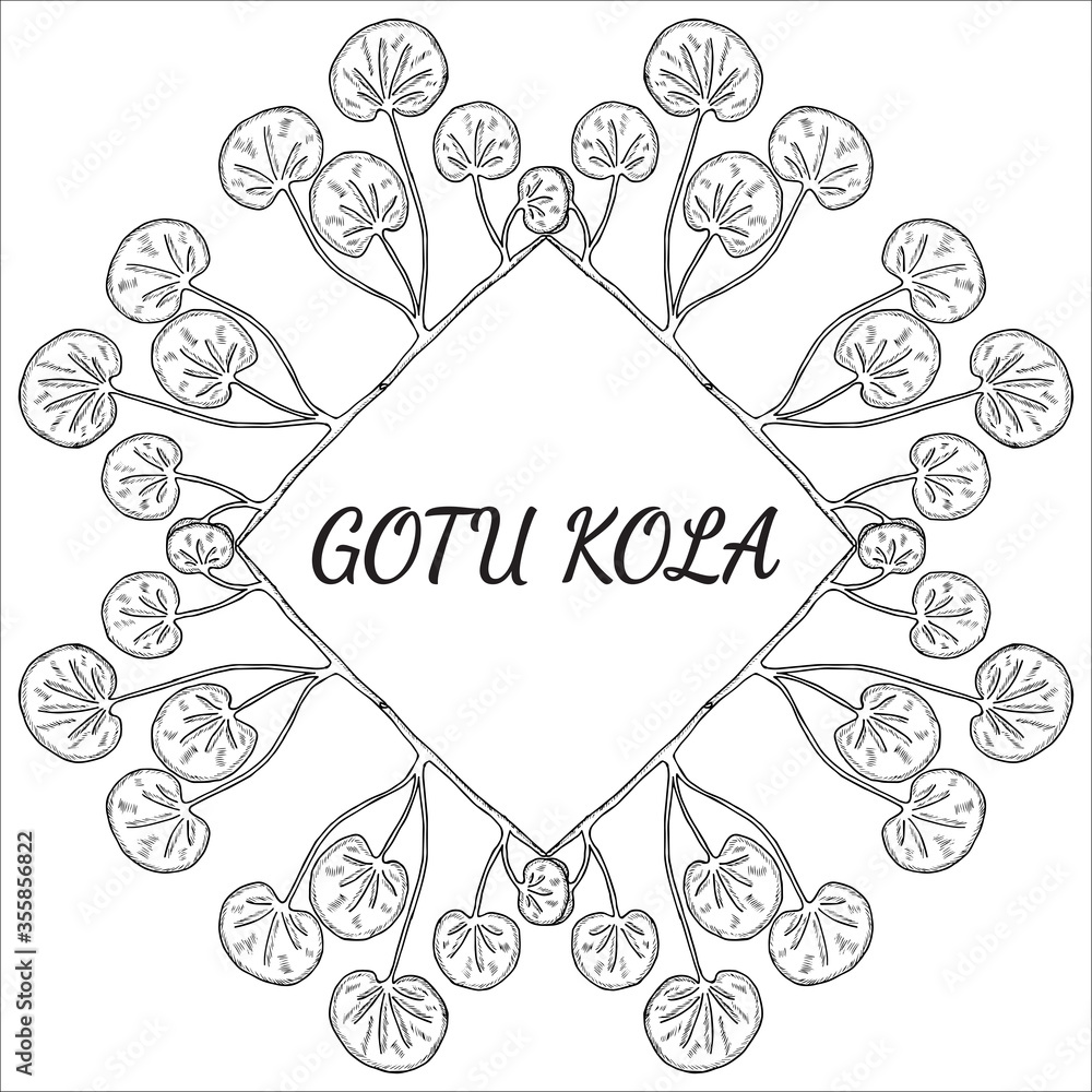 Gotu kola, sketch, frame 4 Gotu kola, sketch, frame 4