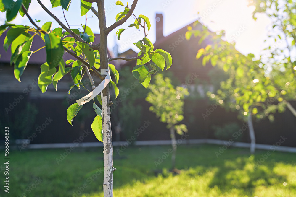 Freshly planted young pear and apple trees in spring or summer orchard or garden with beautiful sunlight. Tree has a label with word pear.