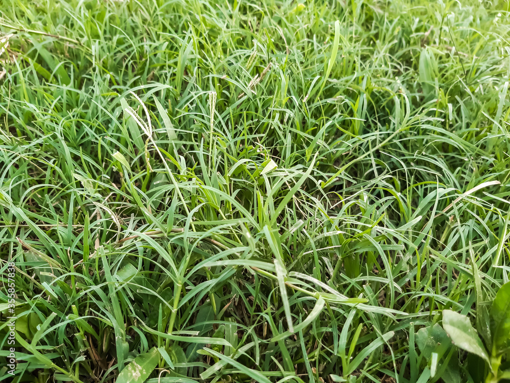 Obraz premium Green grass in the play ground at the sunset time in village of India.