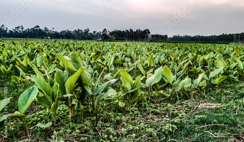 Green turmeric agriculture land and blue sky with white cloud at the sunset time.