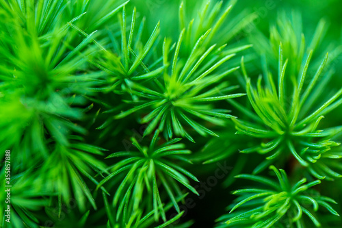blurred abstract background of spruce needles