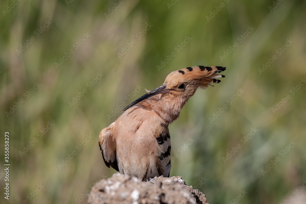 Obraz premium Eurasian Hoopoe (Upupa epops) bird habitat.