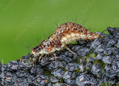 Nützling frisst Schädling, Florfliegenlarve frisst Blattlaus, Larve einer Florfliege, Nützliches Insekt tötet schädliches Insekt, Chrysoperla carnea frisst Blattlauskolonie, Blattlauslöwe  photo