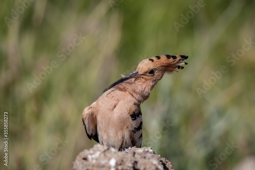 Eurasian Hoopoe (Upupa epops) bird habitat.